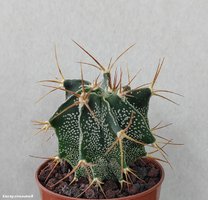 Astrophytum ornatum v. virens