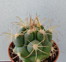 Gymnocalycium saglione GN 1095/4082 (Желтая колючка)