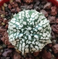 Astrophytum CAPAS 1                       