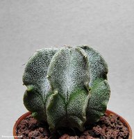 Astrophytum myriostigma v. strongylogonum RS 144 (8 ребер)