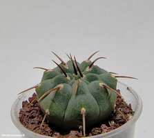 Gymnocalycium vatteri f. 1 кол