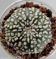 Astrophytum asterias cv. 'Super Kabuto' 6