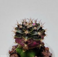 Gymnocalycium mihanovichii variegata 17