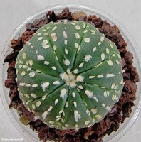 Astrophytum asterias сv yellow specks 1 