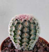 Echinocereus rigidissimus v. Rubrispinus   