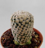 Turbinicarpus valdesianus v. albiflorus MZ 662  