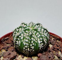 Astrophytum CAPxSK 1