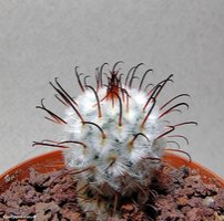 Mammillaria perezdelarosae 1  