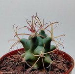 Glandulicactus