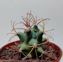 Glandulicactus wrightii WM 100  