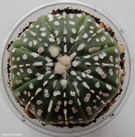 Astrophytum asterias cv. 'Super Kabuto' 2