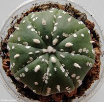 Astrophytum asterias cv. Super Kabuto 12