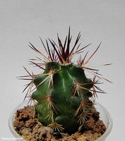 Echinocereus davisii