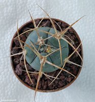 Gymnocalycium cardenasianum 