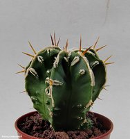 Astrophytum  hybrid 1 (myriostigma 'Yoroi Fukuryu')                                 