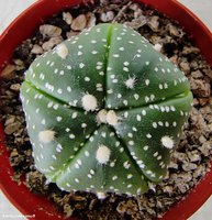 Astrophytum asterias 5 ribs