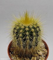 Eriocactus warasii                                