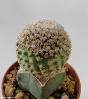 Turbinicarpus valdesianus v. albiflorus MZ 662 