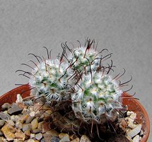 Mammillaria perezdelarosae 2