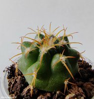 Discocactus magnimammus (Discocactus heptacanthus subs. magnimammus)