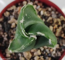 Astrophytum myriostigma nudum tricostatum