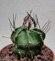 Astrophytum senile  