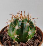 Melocactus 