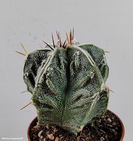 Astrophytum  hybrid 22 (Myriostigma cv. Fukuryu Rokotsu)