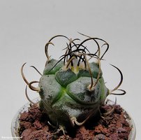 Turbinicarpus macrochele v. frailensis KS 093