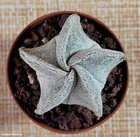 Astrophytum myriostigma v. strongylogonum RS 144  