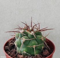 Gymnocalycium ferocior  VG 725                                     