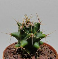 Thelocactus buekii SB 973  