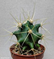 Ferocactus glaucescens  