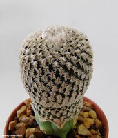 Turbinicarpus pseudopectinatus 1                