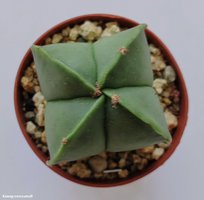 Astrophytum myriostigma v. quadricostatum f. Nudum