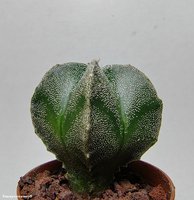 Astrophytum Myriostigma cv. 1