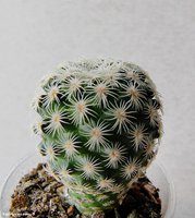 Mammillaria solisioides