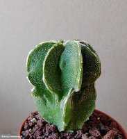 Astrophytum  hybrid 23 (Myriostigma cv. Fukuryu Hakujo)