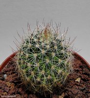 Echinofossulocactus papyracanthus   