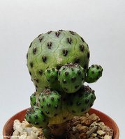 Sulcorebutia rauschii WR 289 “green” 4