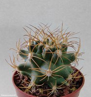 Matucana krahnii