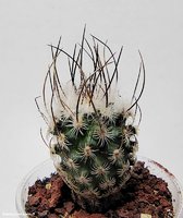 Turbinicarpus schmiedickeanus v. dickisoniae PP 215  