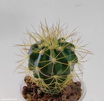 Melocactus oreas var. longispinus