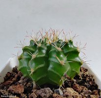 Gymnocalycium mihanovichii v. stenogonum P 242