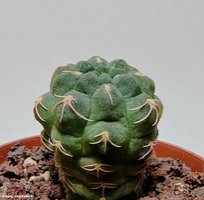 Gymnocalycium uebelmannianum 