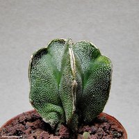 Astrophytum Myriostigma cv. 2