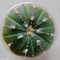 Astrophytum asterias сv yellow specks 2