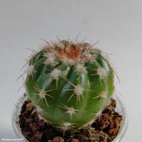 Notocactus uebelmannianus