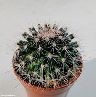 Mammillaria hemisphaerica RS 100