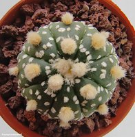 Astrophytum asterias cv. 'Super Kabuto cv 'Ooibo'                   